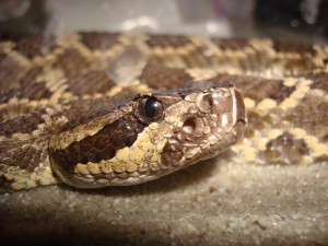 Southern Pacific rattlesnake