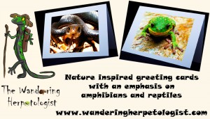 Wandering Herpetologist