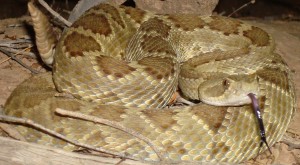 Mohave rattlesnake9 AZ 082111 Mohave rattlesnake
